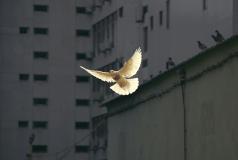Eine weiße Taube fliegt vor Hochhäusern